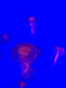 Jellyfish water photo