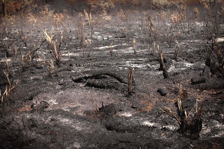Nature burn danger