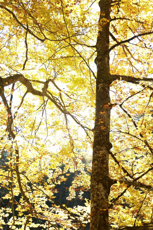 Fall forest landscape