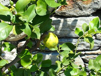 Citrus fruits lemon tree plant photo