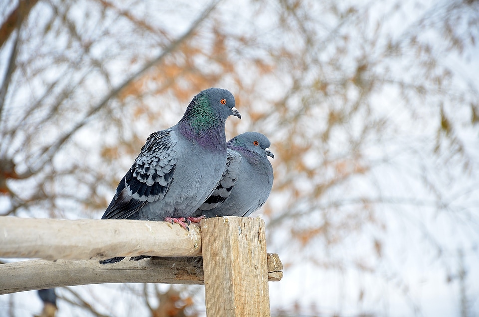 Twosome birds animals