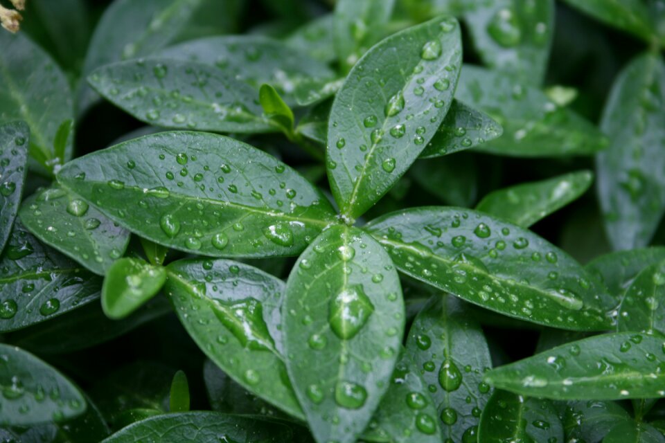 Rain green drop of water photo