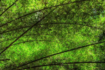 Green peaceful tranquil