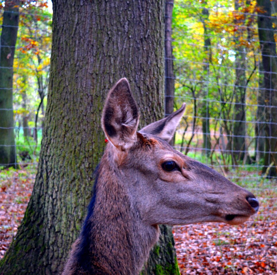 Close up nature forest
