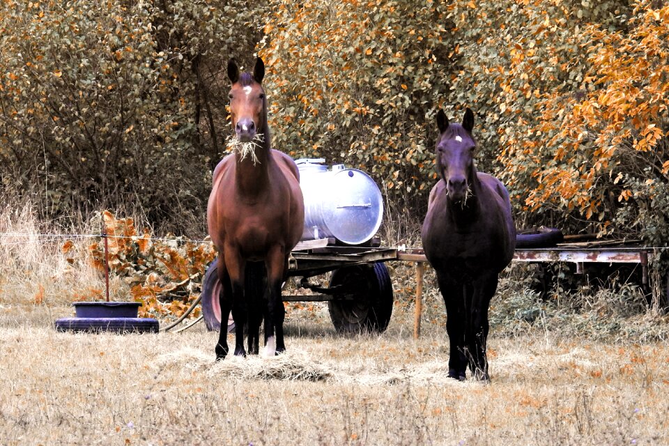 Pasture coupling eat
