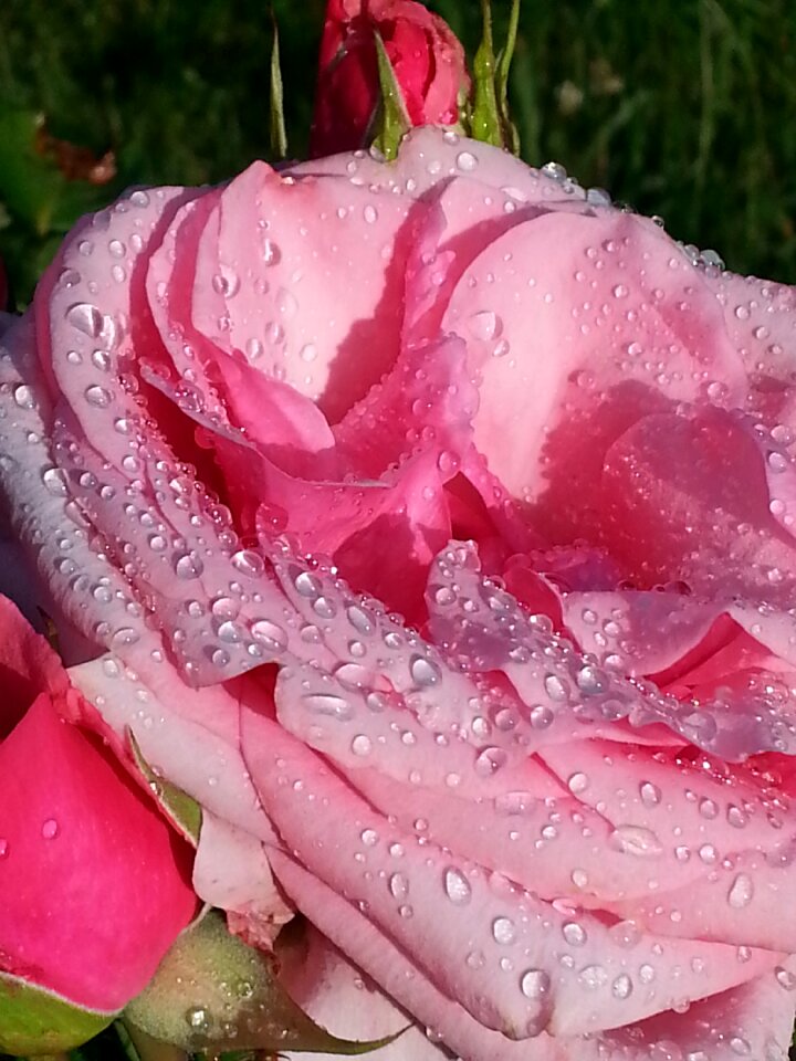 Garden nature summer