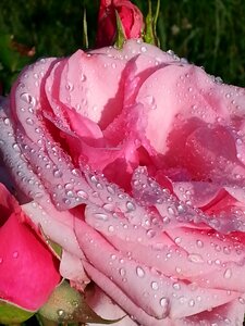 Garden nature summer