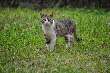 Domestic animal cat eyes alley cat photo