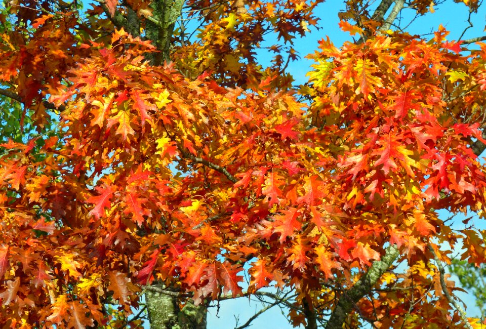 Foliage colors fall bright colors