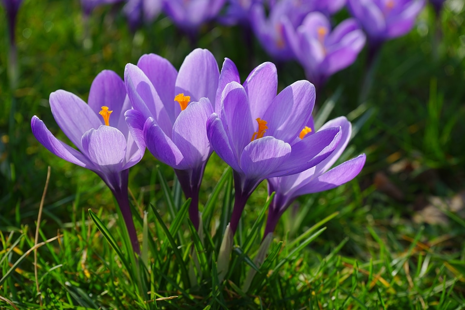 Spring frühlingsblüher violet photo