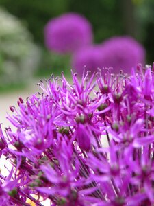 Purple flower summer umbel photo