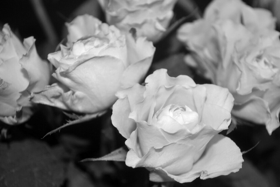 Nature rose flowering