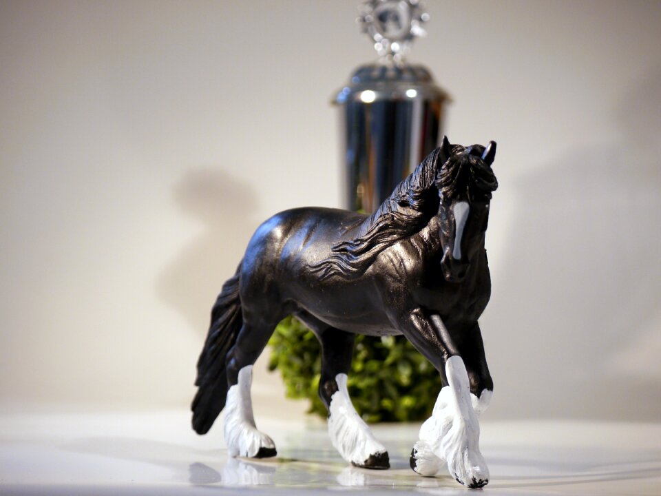 Rap reiter stallion