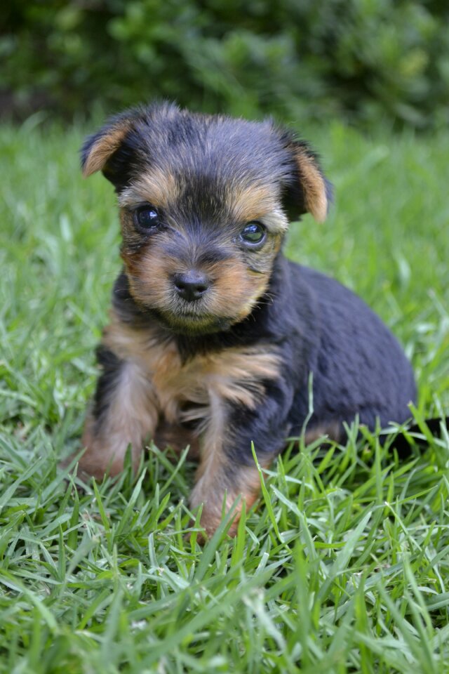 Dog cute animal