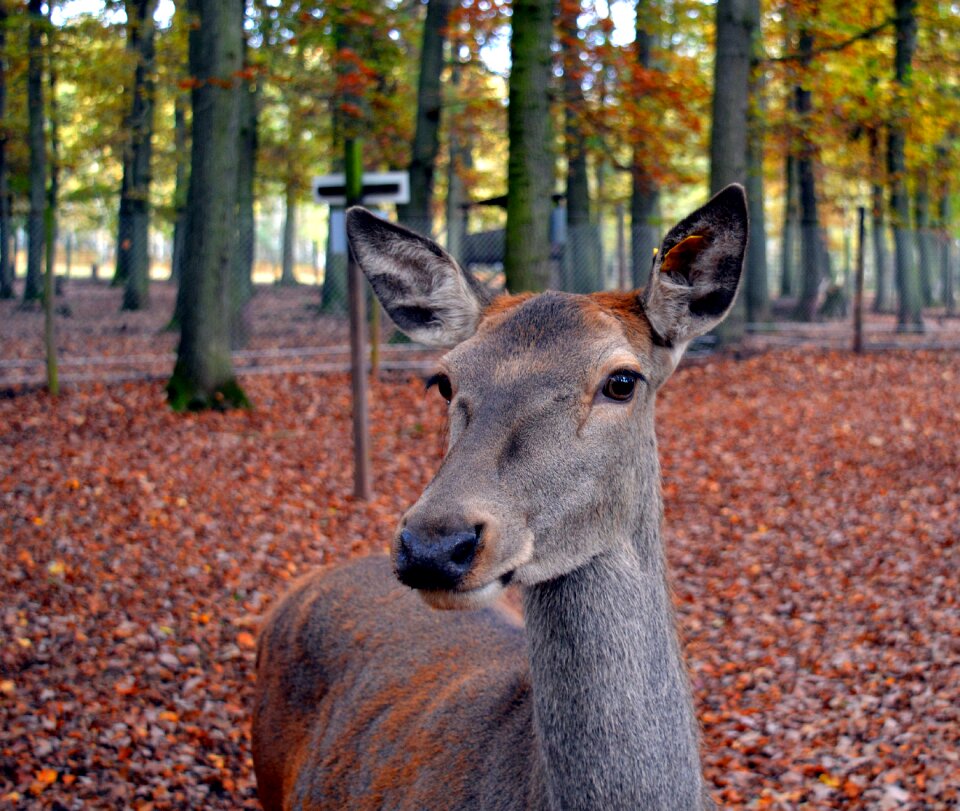 Close up nature forest