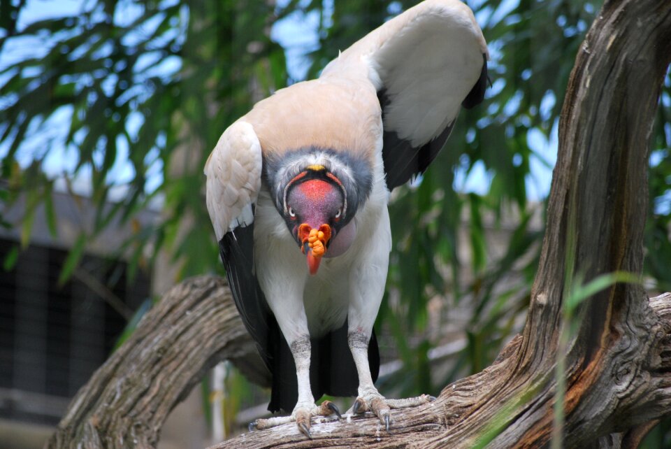 Wildlife fauna london zoo