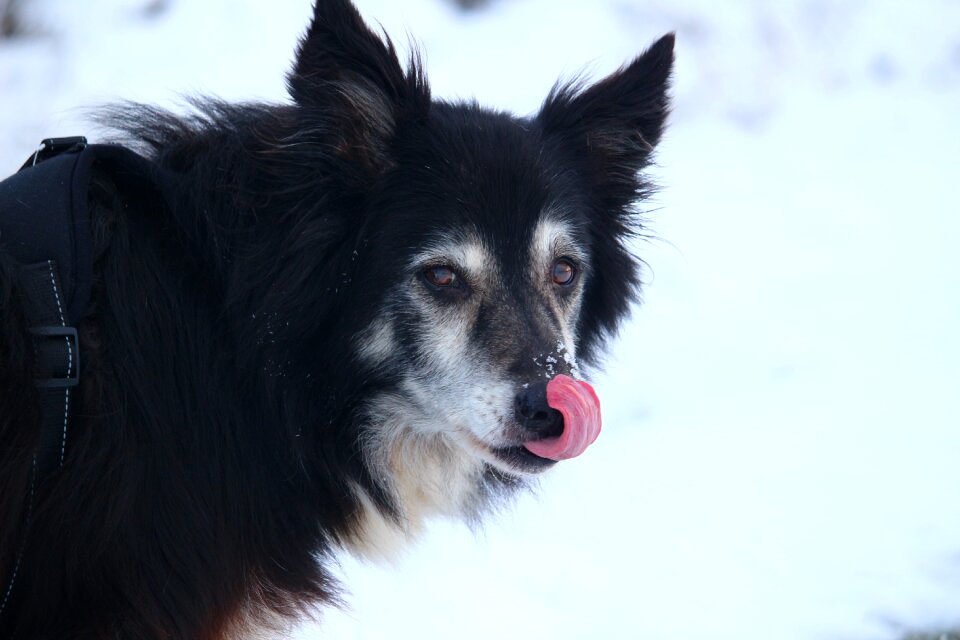 Herding dog purebred dog old dog