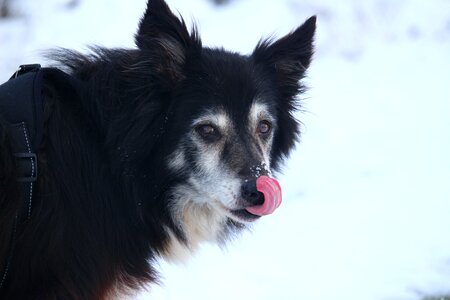 Herding dog purebred dog old dog