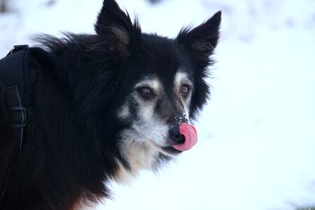 Herding dog purebred dog old dog photo