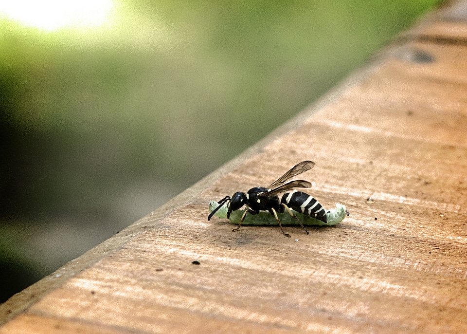 Fight insect wing photo