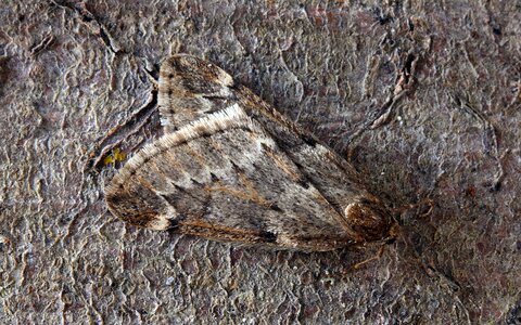 Lepidoptera invertebrate striped