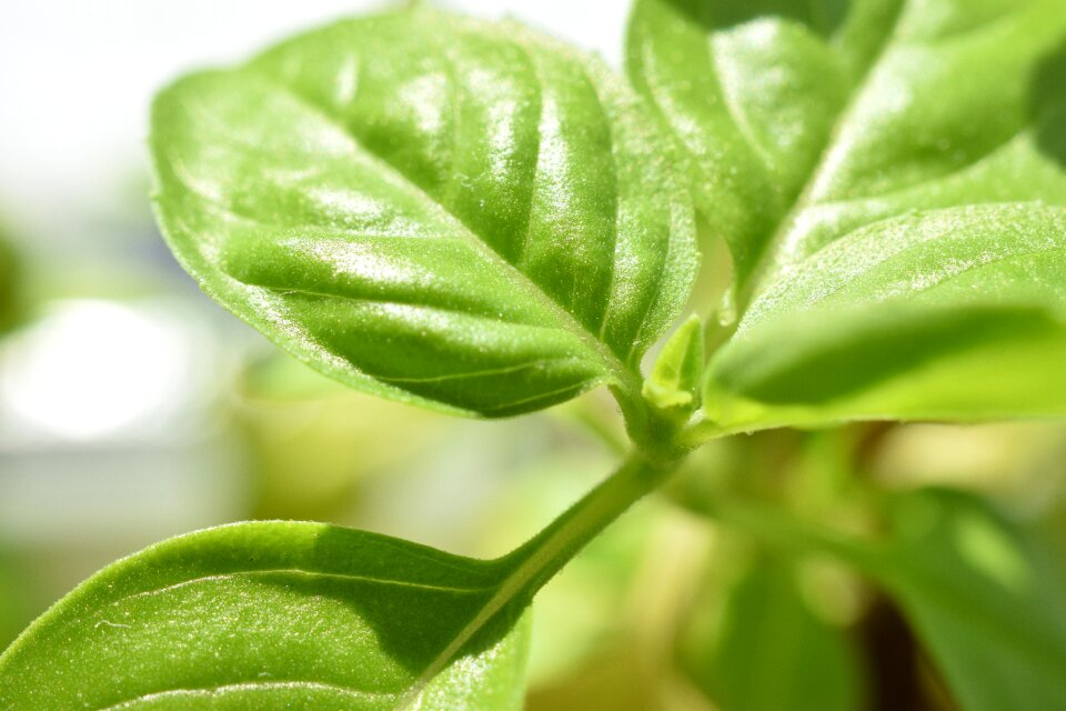Cook spice green
