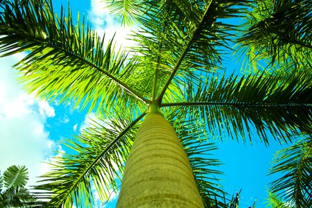 Island tree travel