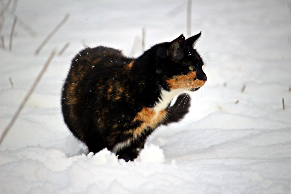 Winter mieze domestic cat