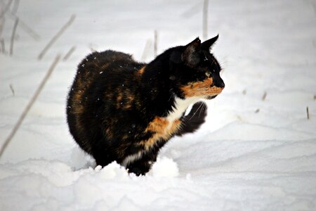 Winter mieze domestic cat