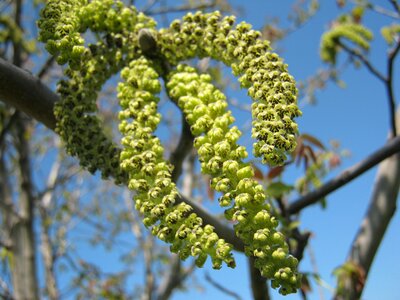 Brown hair color bloom nature sky spring tree walnut walnut tree photo