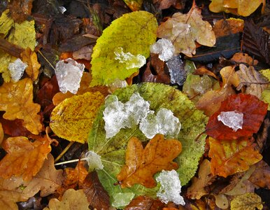 Earlier wintereinbruch leaves and ice ice lumps