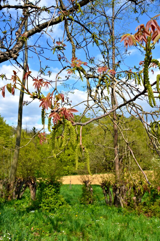 Green branch first leaves