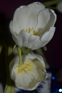 Nature garden plant
