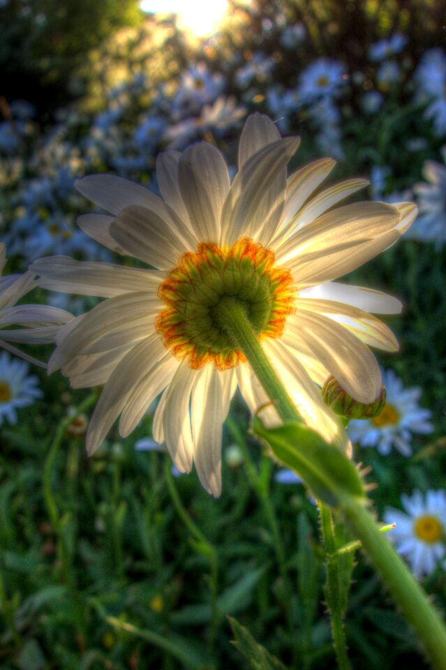 Bloom blossom backlit