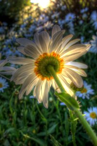 Bloom blossom backlit