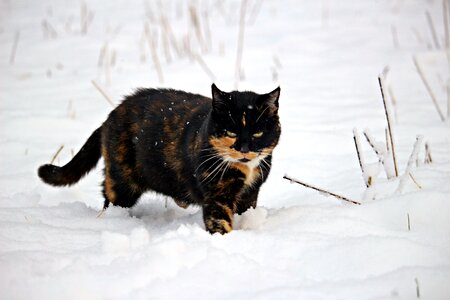Domestic cat kitten winter