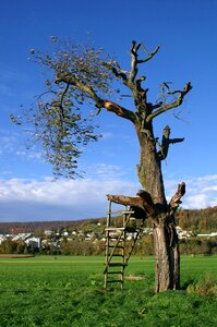 Hunting wood delight