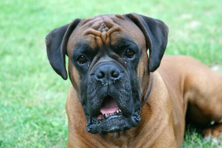 Boxer dog breed grass photo