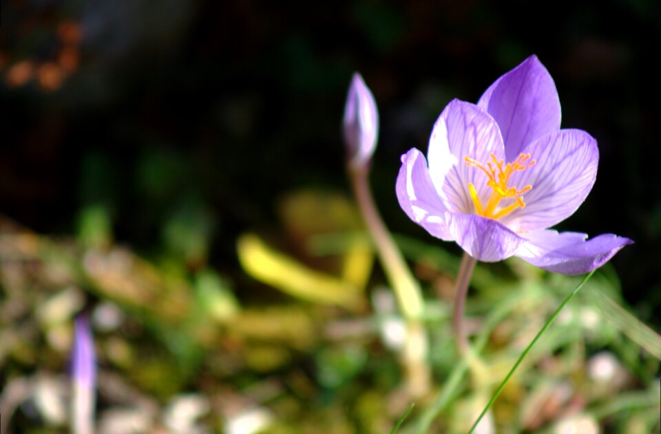 Flower autumn flower purple