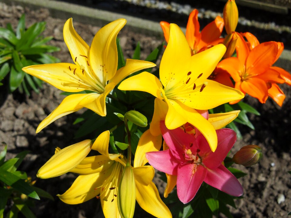 Summer flower blossoms
