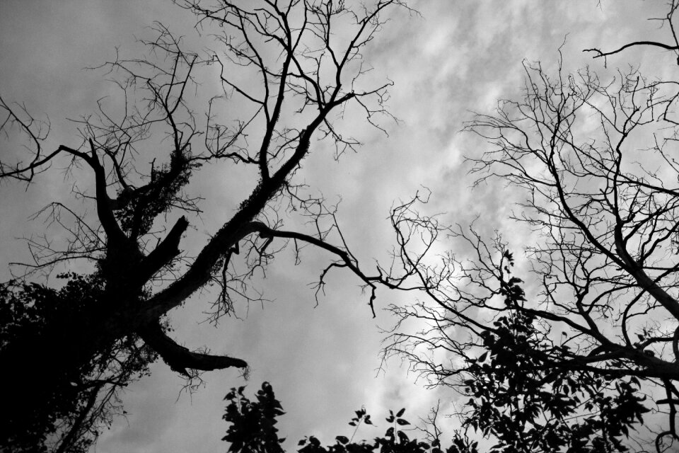Black white nature