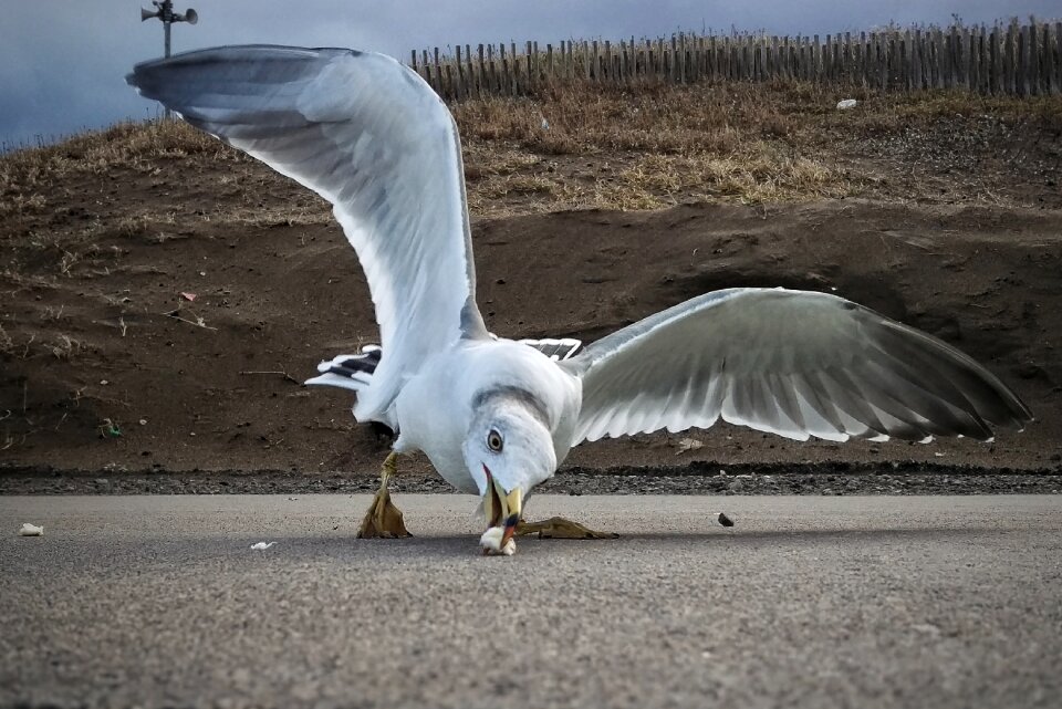 Seabird wild birds wild animal