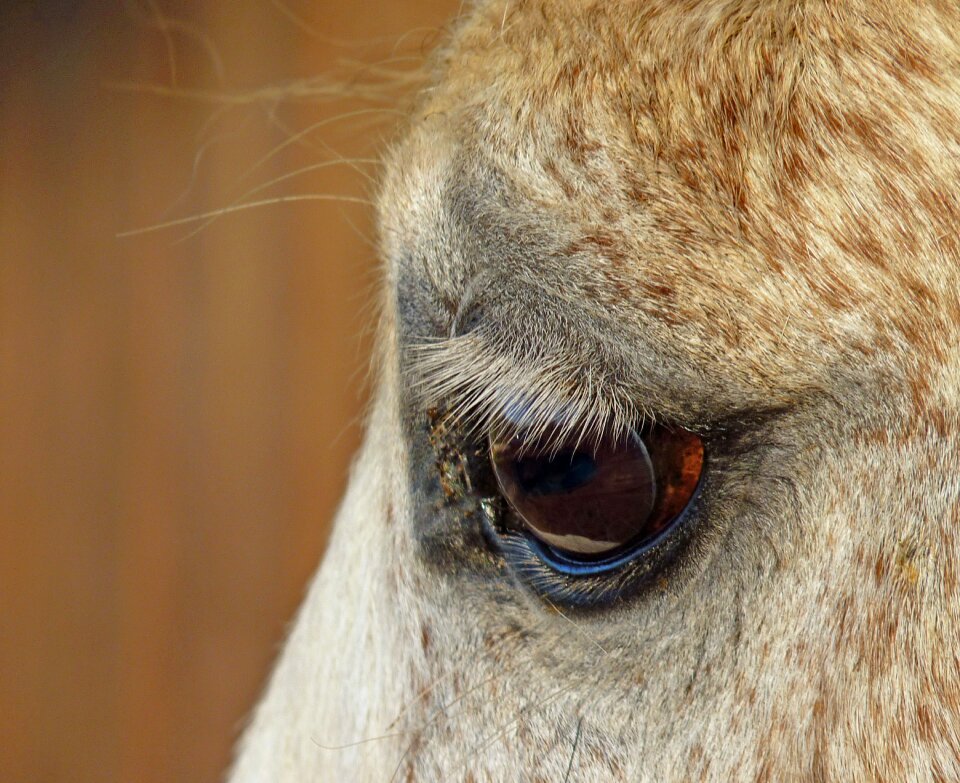 œil eyelashes look