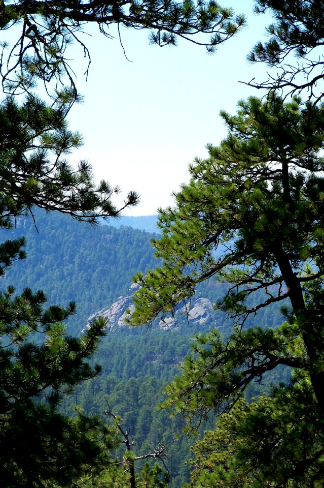 Pine pine trees blue sky