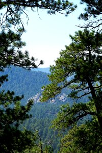 Pine pine trees blue sky photo