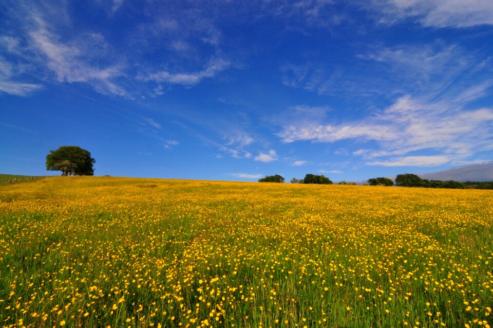 Field springtime photo