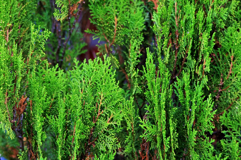 Conifer tree organic