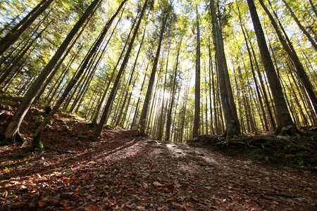 Lumber timber nature