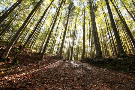 Lumber timber nature photo