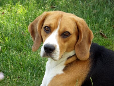 Dog hd wallpaper beagle
